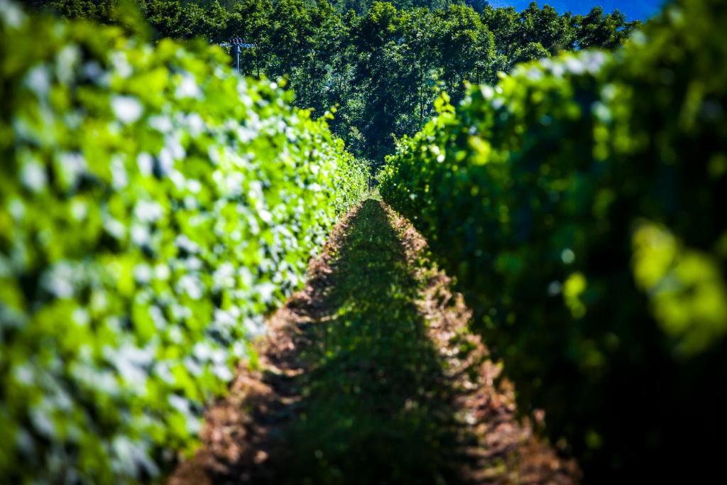 Agriturismo Casteldelpiano Licciana Nardi Exteriér fotografie